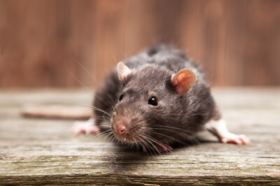 Why You Need A Rodent Letter Before Demolishing A Building - Sewer ...