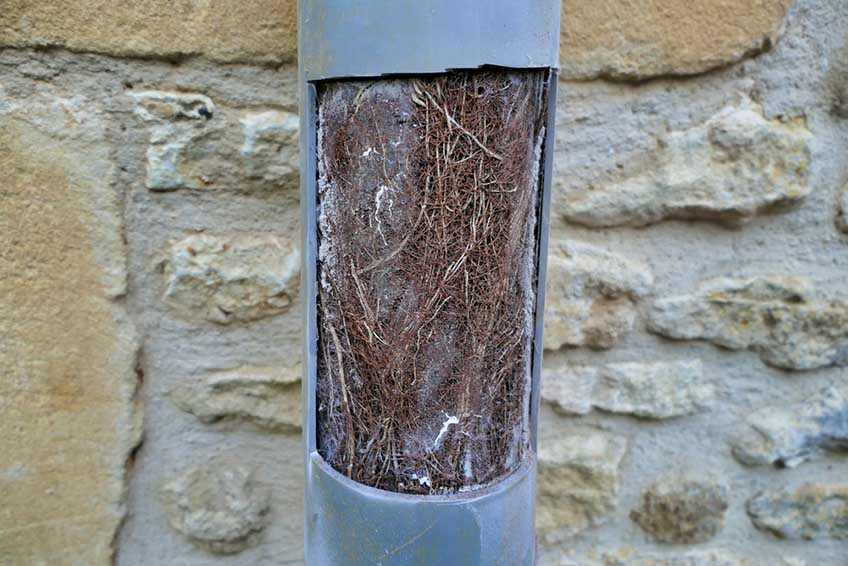 tree roots inside the pipes