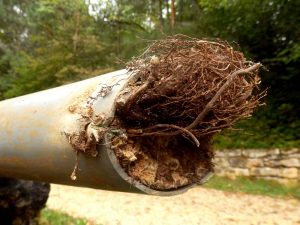 tree roots in the pipes Bellevue, WA