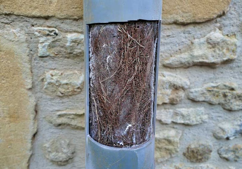 tree roots inside the pipes