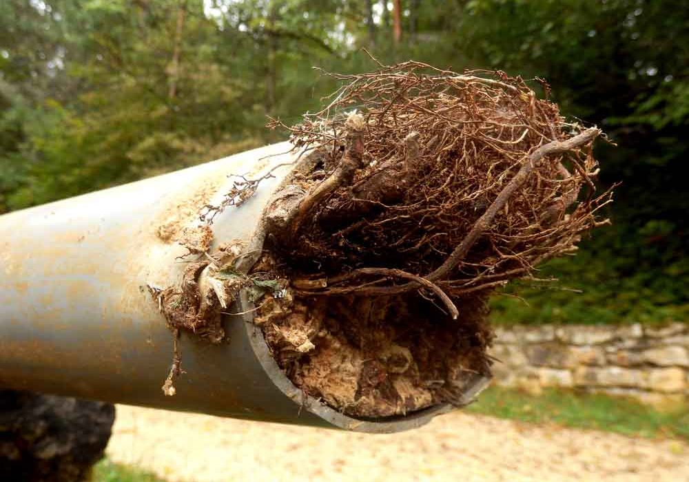 tree roots in the pipes Bellevue, WA