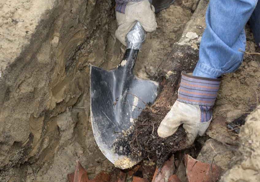 tree roots in sewer pipes